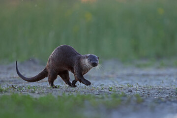 Wydra (Lutra lutra), otter © Bartosz Rakoczy