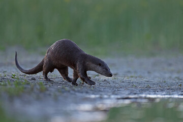 Wydra (Lutra lutra), otter © Bartosz Rakoczy