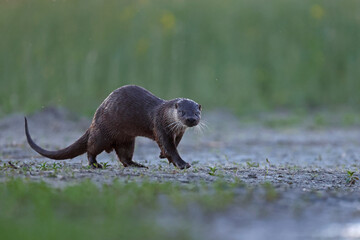 Wydra (Lutra lutra), otter © Bartosz Rakoczy