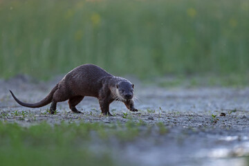 Wydra (Lutra lutra), otter © Bartosz Rakoczy