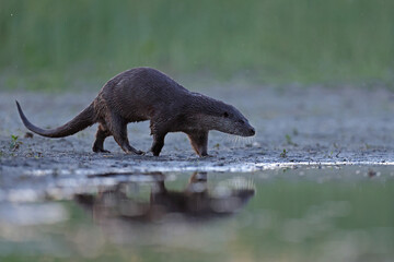 Wydra (Lutra lutra), otter © Bartosz Rakoczy