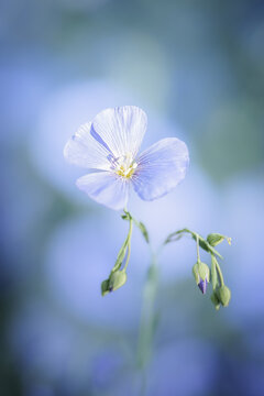 Fleur en macro minimaliste sur fond flou
