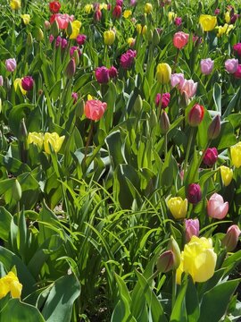 Tulpe - Tulip