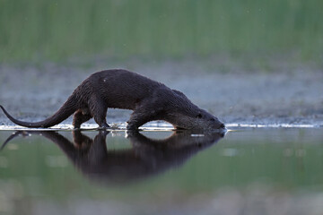 Wydra (Lutra lutra), otter © Bartosz Rakoczy