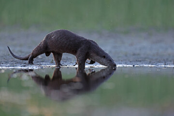 Wydra (Lutra lutra), otter © Bartosz Rakoczy