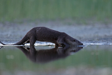 Wydra (Lutra lutra), otter © Bartosz Rakoczy