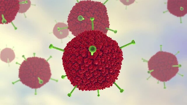 Adenovirus particles with characteristic surface spikes, rotating and drifting in space. 3D animation of non-enveloped icosahedral viruses associated with respiratory and ocular infections.