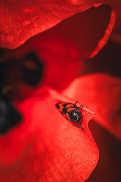 Insecte en macro minimaliste
