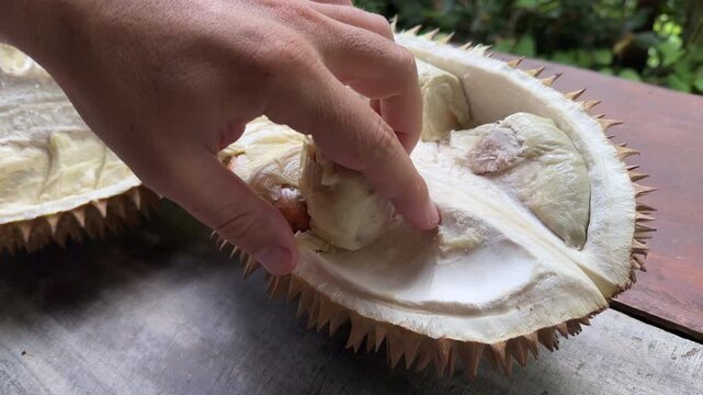 Hand taking a piece of soft yellow durian fruit flesh