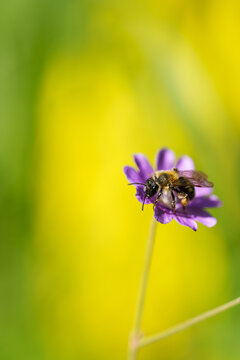 Insecte en macro minimaliste