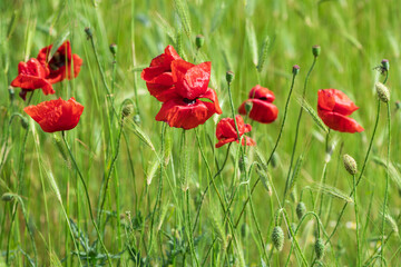 Obraz premium Red poppies on a field in summer 