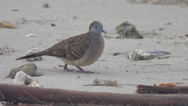Barred ground dove (zebra-dove, Geopelia striata) feeds on road. Birds of Thailand. Macro