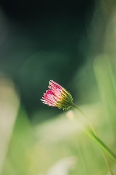 Fleur en macro minimaliste sur fond flou
