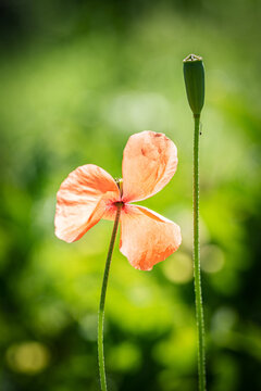 Fleur en macro minimaliste sur fond flou