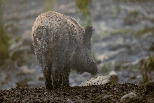 Wildschwein im Nebel