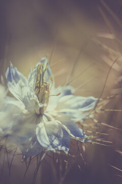 Fleur en macro minimaliste sur fond flou