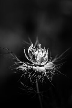 Nigelle de Damas en noir et blanc, macro minimaliste