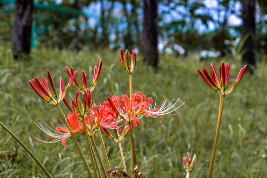 A horizontal close up shot of vibrant red spider lilies blooming with upright buds in an autumn green grass field with copy space.  