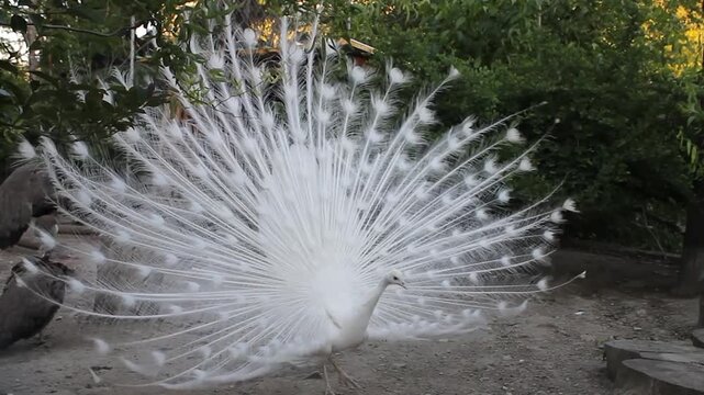 A close-up of a white peacock fluffing its tail