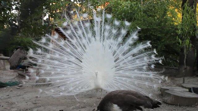 A close-up of a white peacock fluffing its tail
