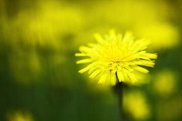 Obraz premium Yellow dandelion flower blooming in spring nature