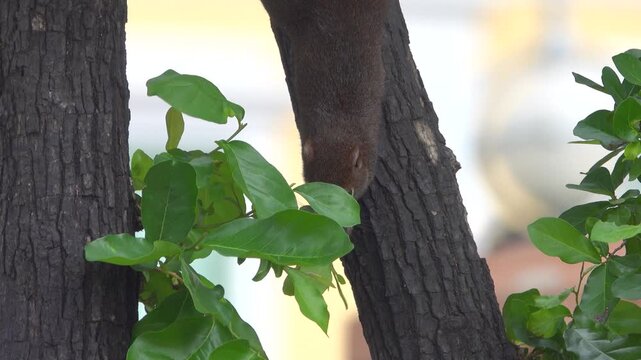 Layards striped squirrel (Funambulus layardi) park. the squirrel eats the flying fruit on the tree. Thailand