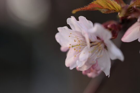 桜花の側面　クローズアップ