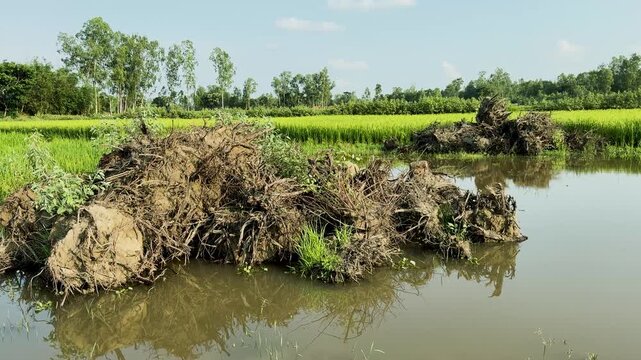Wide angle view of uprooted tree roots and debris in a calm swampy wetland next to a green agricultural field