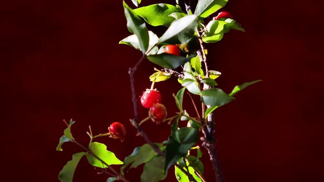 Footage of Malpighia glabra acerola fruits on branch with dramatic sunlight and dark orange background.