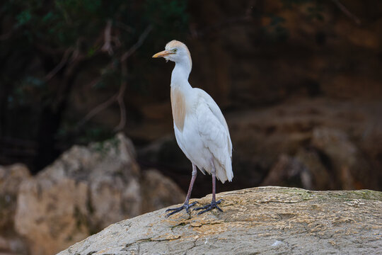 White bubulcus ibis standing on a rock with dark blurred background, wildlife bird portrait in natural habitat, side view with copy space.