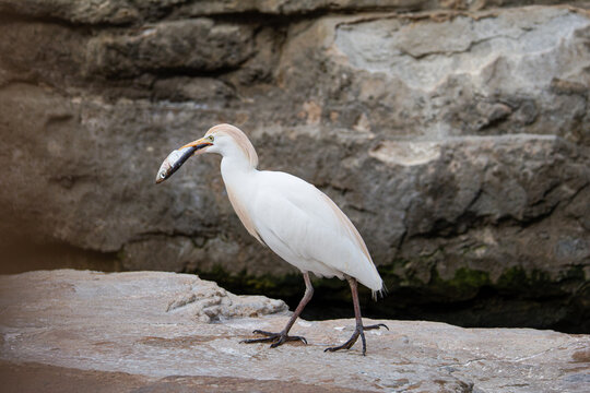White egret or heron bubulcus ibis standing on rocky ledge holding a fish in its beak against rugged stone background, wildlife feeding behavior, natural habitat.
