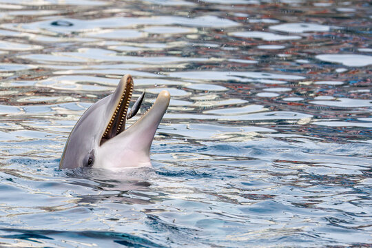 Close-up of a dolphin surfacing with open mouth in rippling blue water, showing teeth and smooth gray skin; aquatic wildlife scene with copy space.