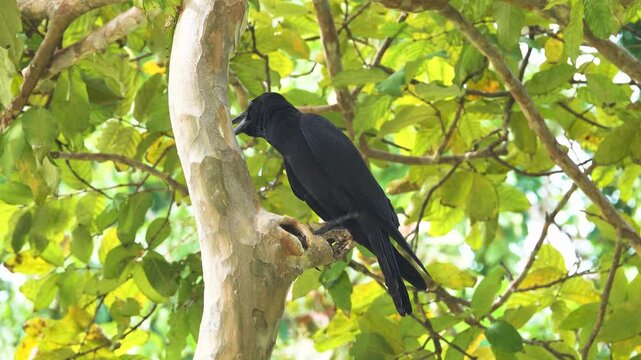 house crow (Corvus splendens) on the tree. Thailand