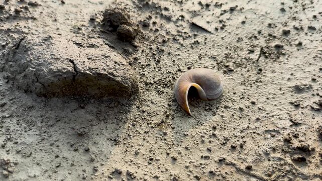 An empty apple snail shell resting upside down on the dry, textured mud of a riverbank