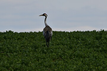 crane © Justyna