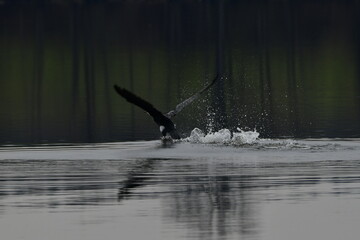 cormorant © Justyna