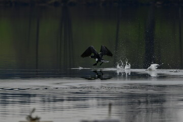 cormorant © Justyna
