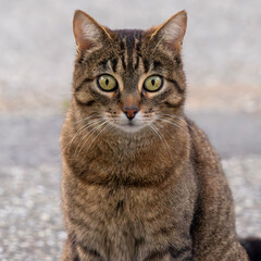 Obraz premium Oberkörper einer verblüfft schauenden Katze frontal