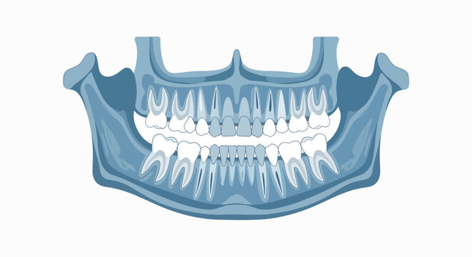 Illustration of a human lower jaw with teeth on a white background, showing dental anatomy in a medical or educational context.