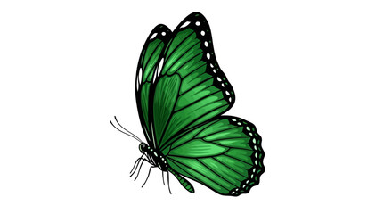 Green Butterfly Vector Illustration © Kental