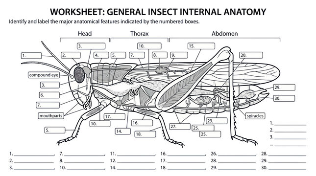 Insect Anatomy Diagram: Head, Thorax, Abdomen - Labeling Worksheet