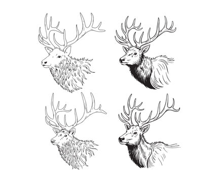 Detailed illustrations show four majestic deer or elk heads with impressive antlers in various styles