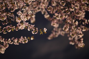 Naklejka premium 街灯に照らされ輝くヤマザクラの花びら