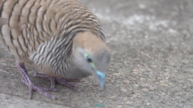 Barred ground dove (zebra-dove, Geopelia striata) feeds on road. Birds of Thailand. Macro