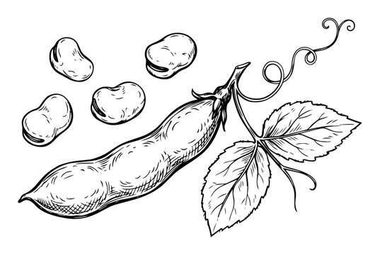 Broad bean pod with fava beans and leaves, black and white sketch style illustration, representing healthy vegetarian food