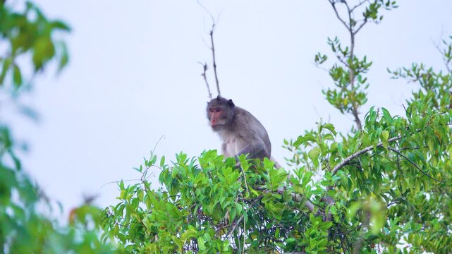 Its like Tonkin leaf monkey (Trachypithecus francoisi) Old World monkey with a sharp crest, herbivores and fruit-eaters. Thailand