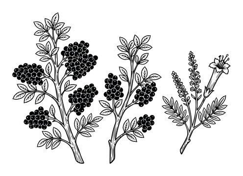 Vintage botanical illustration of elderberry branches with berries and leaves next to belladonna flowers and foliage