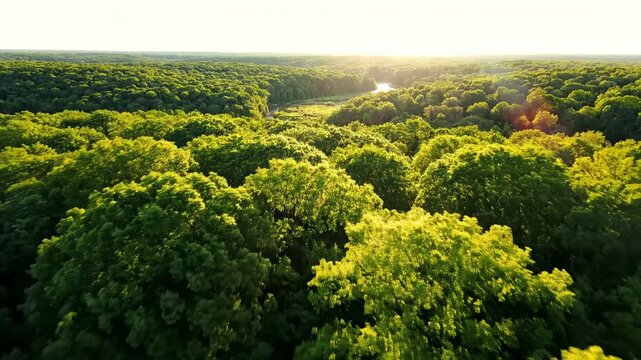 A breathtaking, wide aerial vista reveals an expansive, verdant forest canopy bathed in the warm, golden glow of a glorious sunset painting the sky with vibrant hues