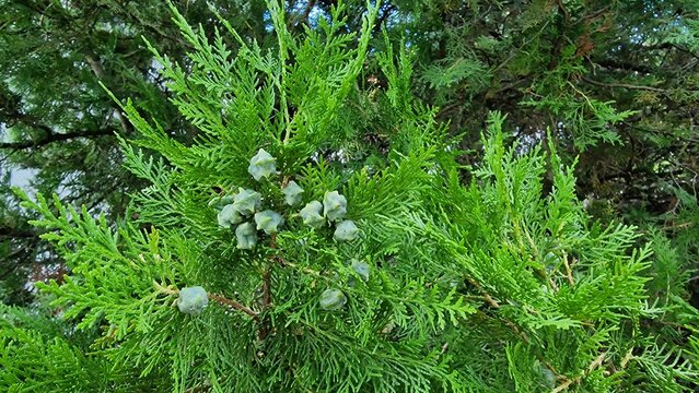 Branches of Platycladus orientalis or Chinese thuja coniferous tree, with immature seed cones and evergreen foliage.