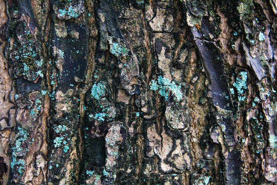 the texture  abstack of an old tree trunk filled with small mushrooms